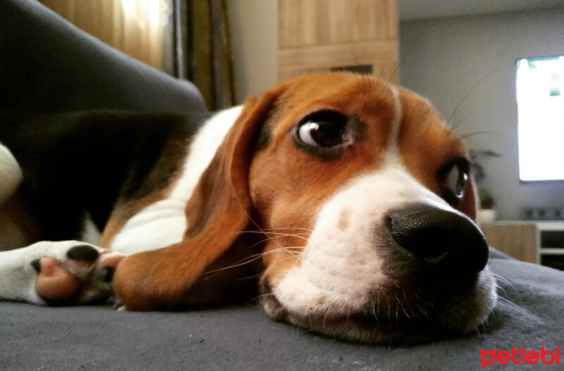 Beagle, Köpek  Badem fotoğrafı