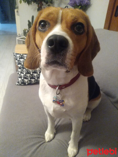 Beagle, Köpek  Badem fotoğrafı