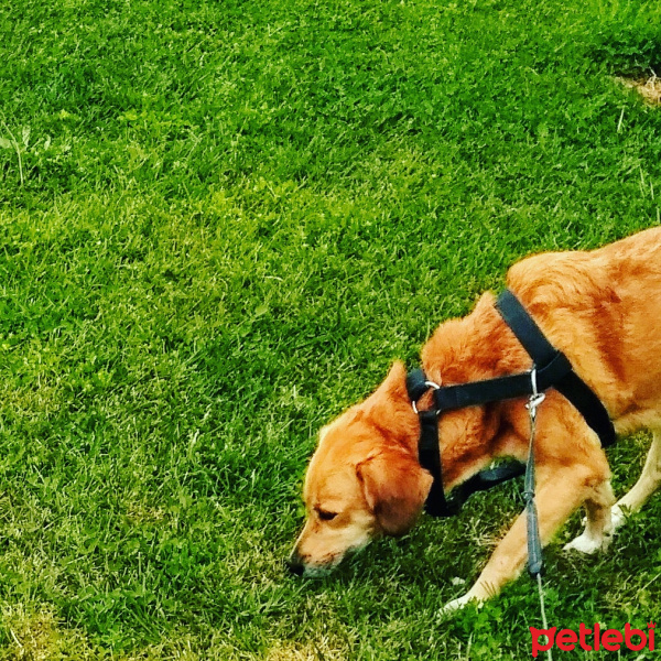 İtalyan Tazısı, Köpek  Badem fotoğrafı