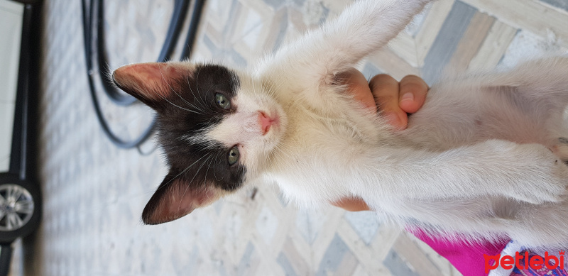 Tekir Kedi, Kedi  Boncuk fotoğrafı