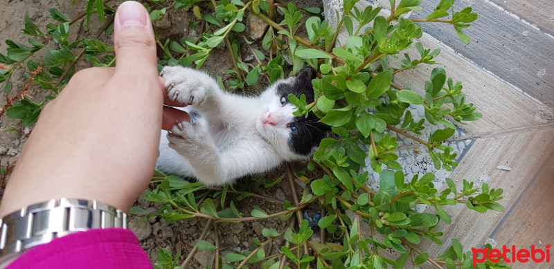 Tekir Kedi, Kedi  Boncuk fotoğrafı