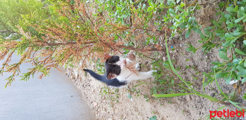 Tekir Kedi, Kedi  Boncuk fotoğrafı