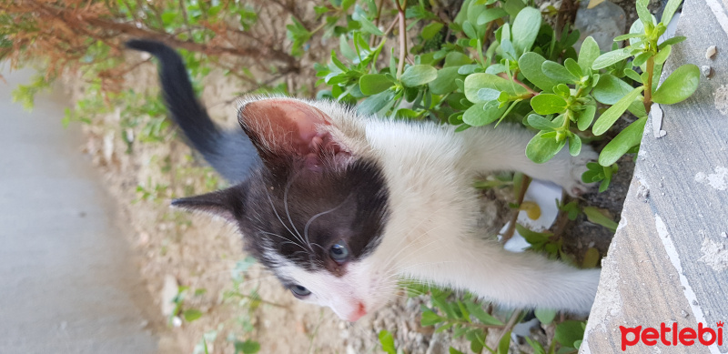 Tekir Kedi, Kedi  Boncuk fotoğrafı
