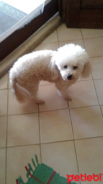 Poodle (Minyatür Kaniş), Köpek  Bıdık fotoğrafı