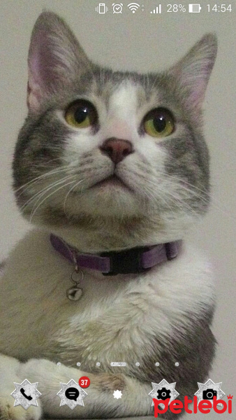 Tekir Kedi, Kedi  Pitou fotoğrafı