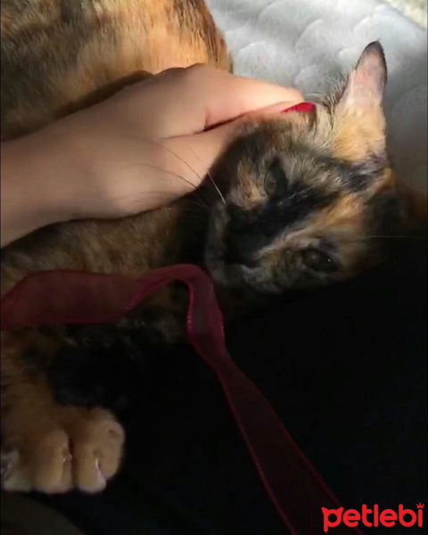 Tekir Kedi, Kedi  Leblebi fotoğrafı