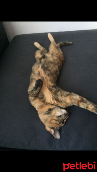 Tekir Kedi, Kedi  Leblebi fotoğrafı