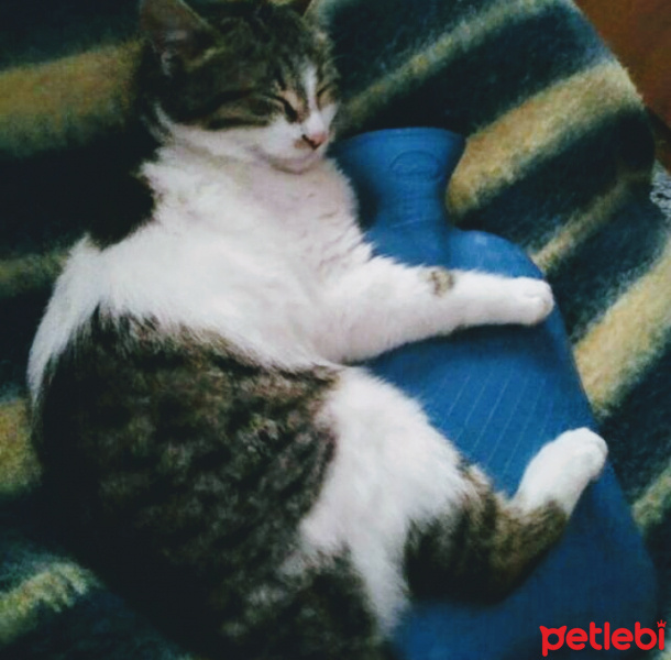 Tekir Kedi, Kedi  Pamuk fotoğrafı