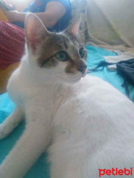 Tekir Kedi, Kedi  Şans fotoğrafı