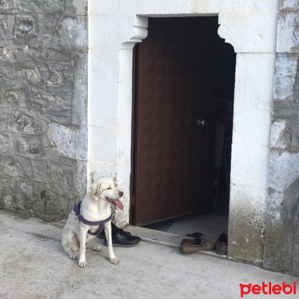 İngiliz Setter, Köpek  Badem fotoğrafı