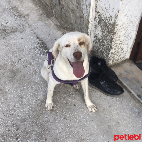 İngiliz Setter, Köpek  Badem fotoğrafı