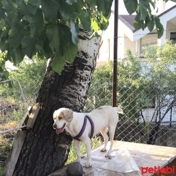 İngiliz Setter, Köpek  Badem fotoğrafı