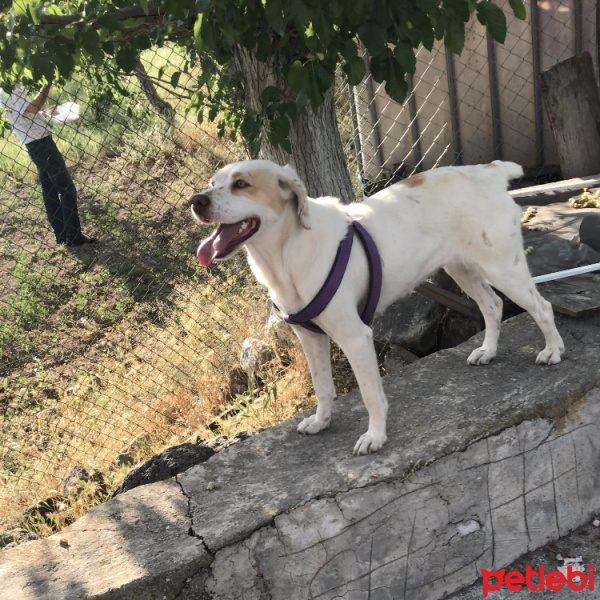 İngiliz Setter, Köpek  Badem fotoğrafı