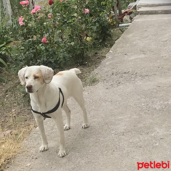 İngiliz Setter, Köpek  Badem fotoğrafı