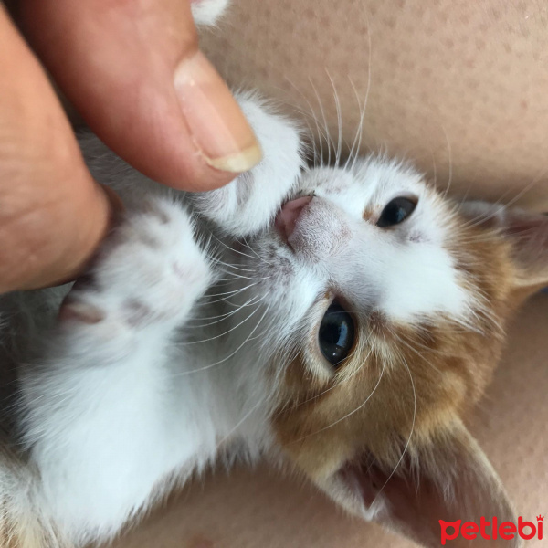 Tekir Kedi, Kedi  Limon fotoğrafı
