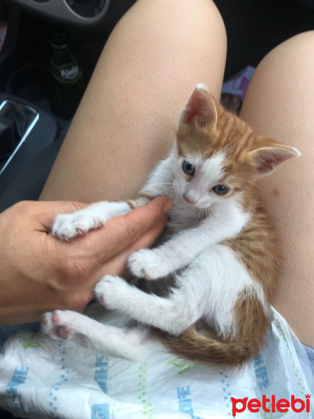 Tekir Kedi, Kedi  Limon fotoğrafı