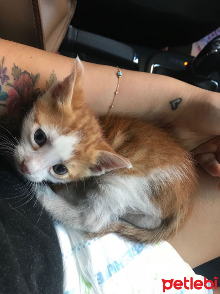 Tekir Kedi, Kedi  Limon fotoğrafı