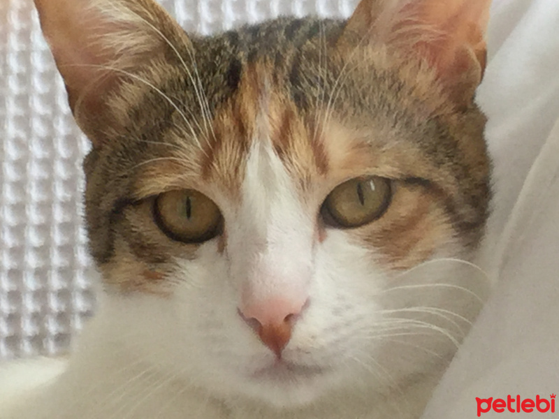 Tekir Kedi, Kedi  Ananas fotoğrafı