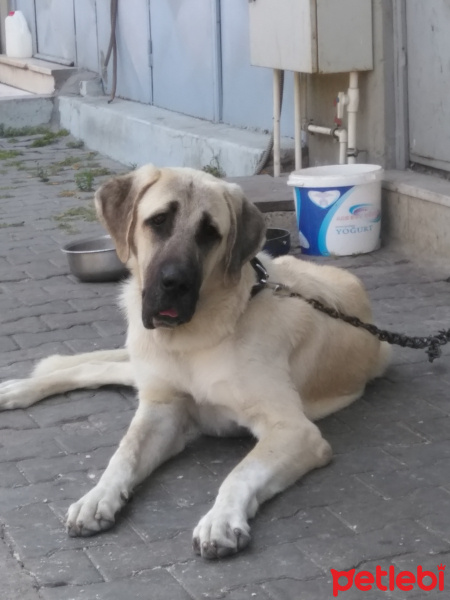 Kangal, Köpek  Minik fotoğrafı