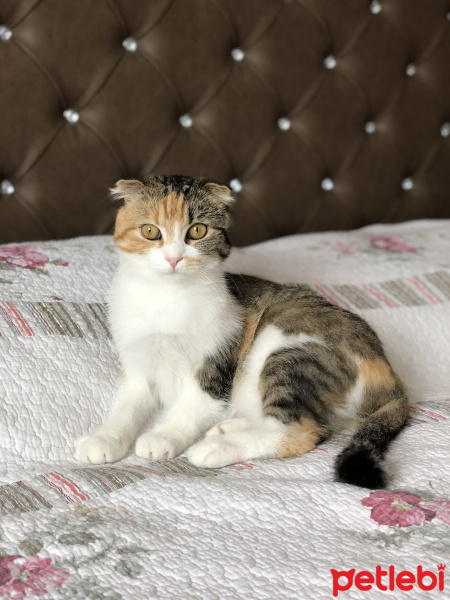 Scottish Fold, Kedi  Babi fotoğrafı