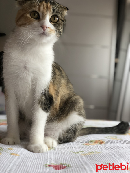 Scottish Fold, Kedi  Babi fotoğrafı