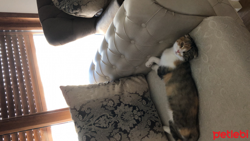 Scottish Fold, Kedi  Babi fotoğrafı