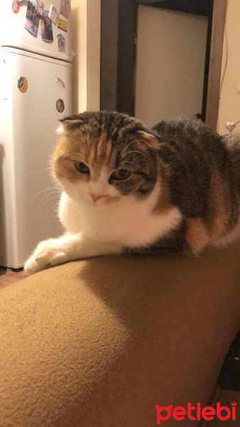 Scottish Fold, Kedi  Babi fotoğrafı