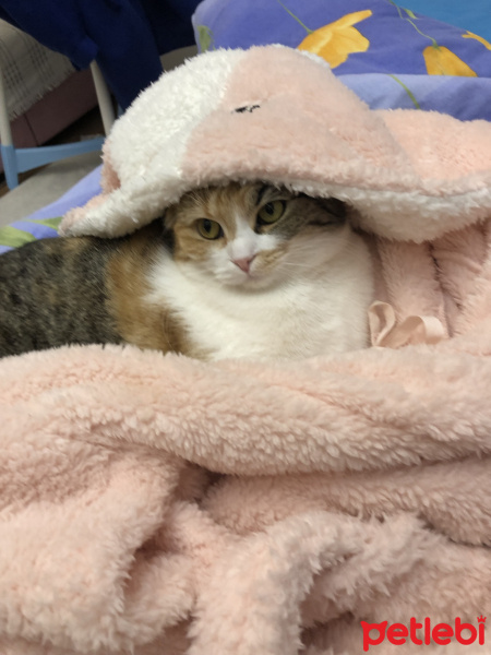 Scottish Fold, Kedi  Babi fotoğrafı