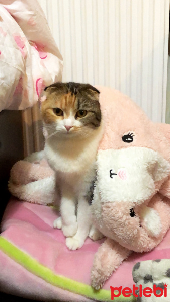 Scottish Fold, Kedi  Babi fotoğrafı