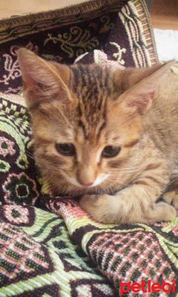 Tekir Kedi, Kedi  Pisi fotoğrafı
