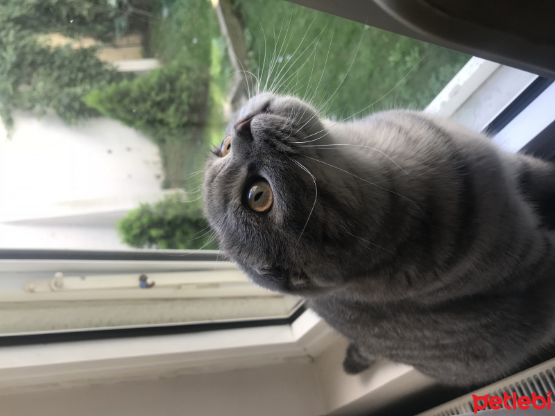 Scottish Fold, Kedi  Mozart fotoğrafı