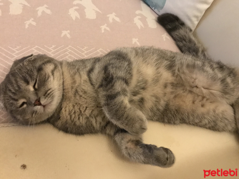 Scottish Fold, Kedi  Mozart fotoğrafı