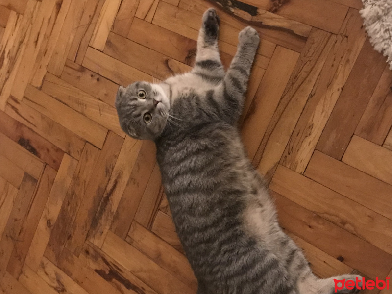 Scottish Fold, Kedi  Mozart fotoğrafı