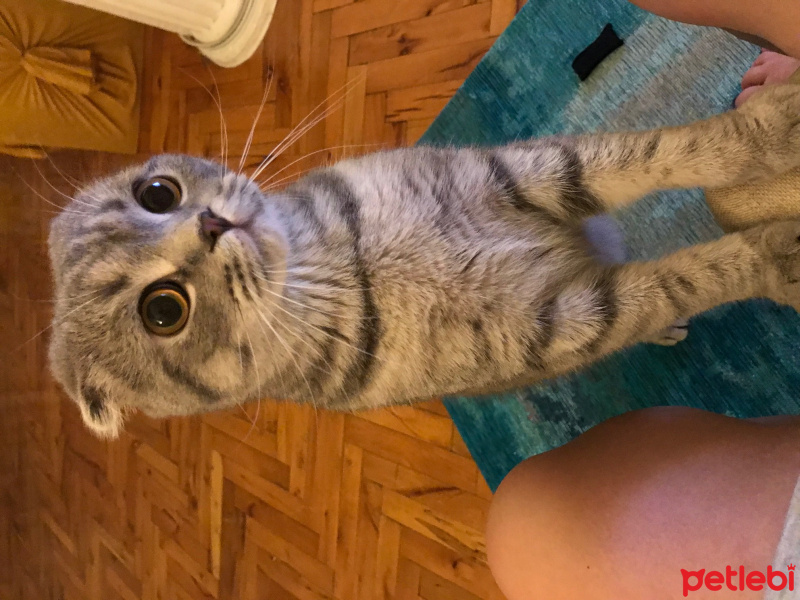 Scottish Fold, Kedi  Mozart fotoğrafı