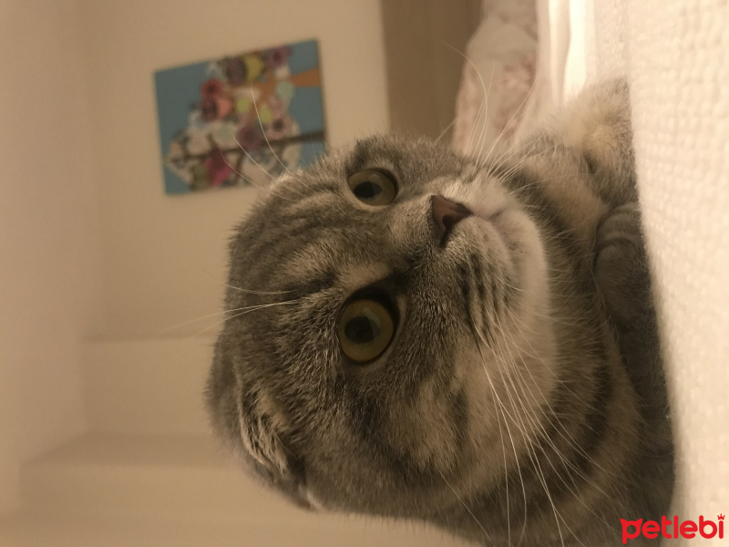 Scottish Fold, Kedi  Mozart fotoğrafı
