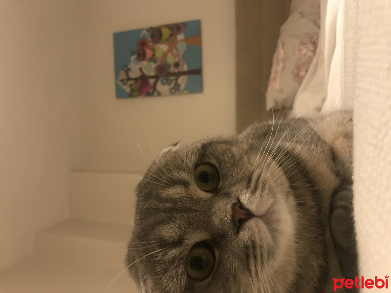 Scottish Fold, Kedi  Mozart fotoğrafı