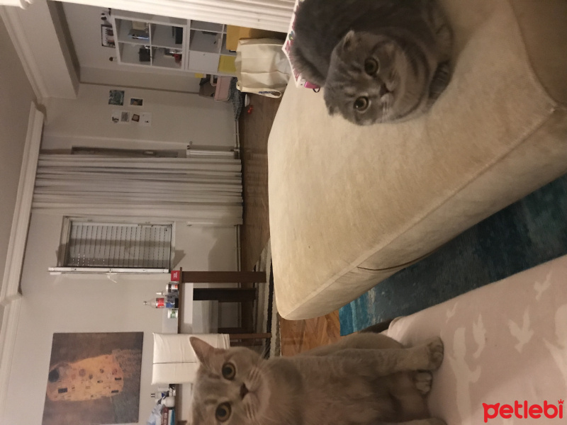 Scottish Fold, Kedi  Mozart fotoğrafı