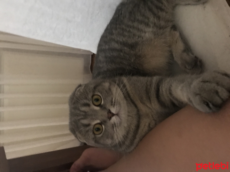 Scottish Fold, Kedi  Mozart fotoğrafı