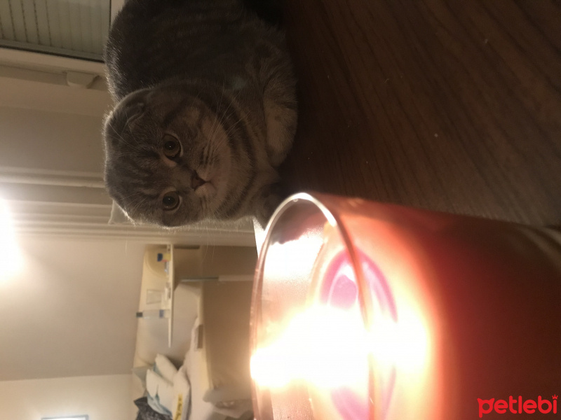 Scottish Fold, Kedi  Mozart fotoğrafı