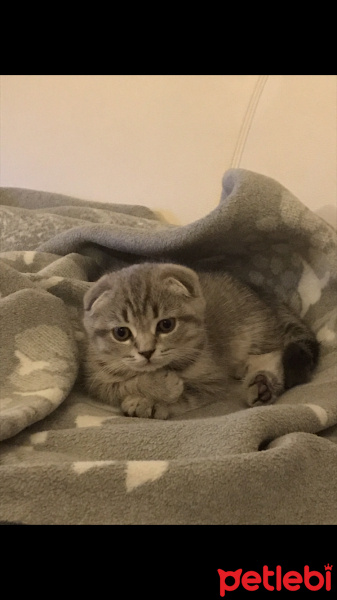 Scottish Fold, Kedi  Mozart fotoğrafı