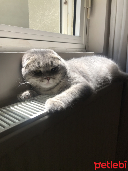 Scottish Fold, Kedi  Mozart fotoğrafı