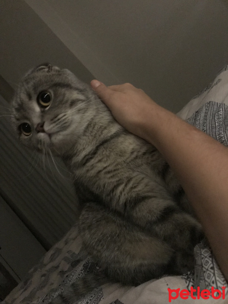 Scottish Fold, Kedi  Mozart fotoğrafı