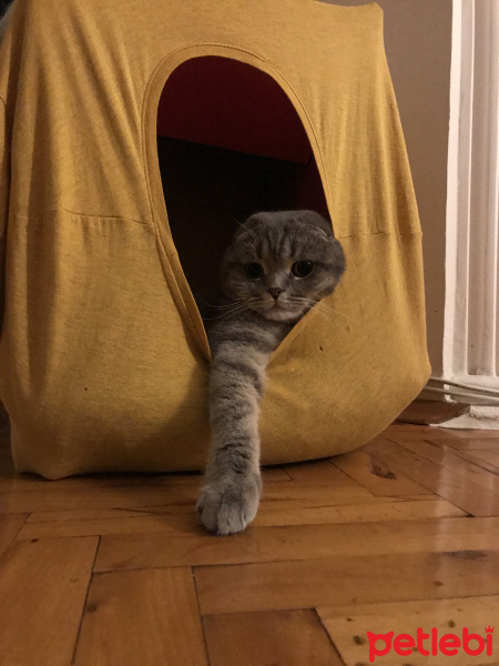 Scottish Fold, Kedi  Mozart fotoğrafı