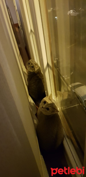 Scottish Fold, Kedi  Mozart fotoğrafı