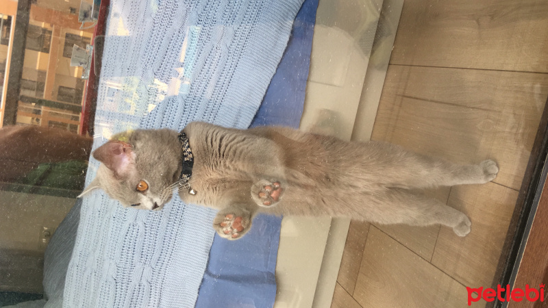 British Shorthair, Kedi  Bihter fotoğrafı