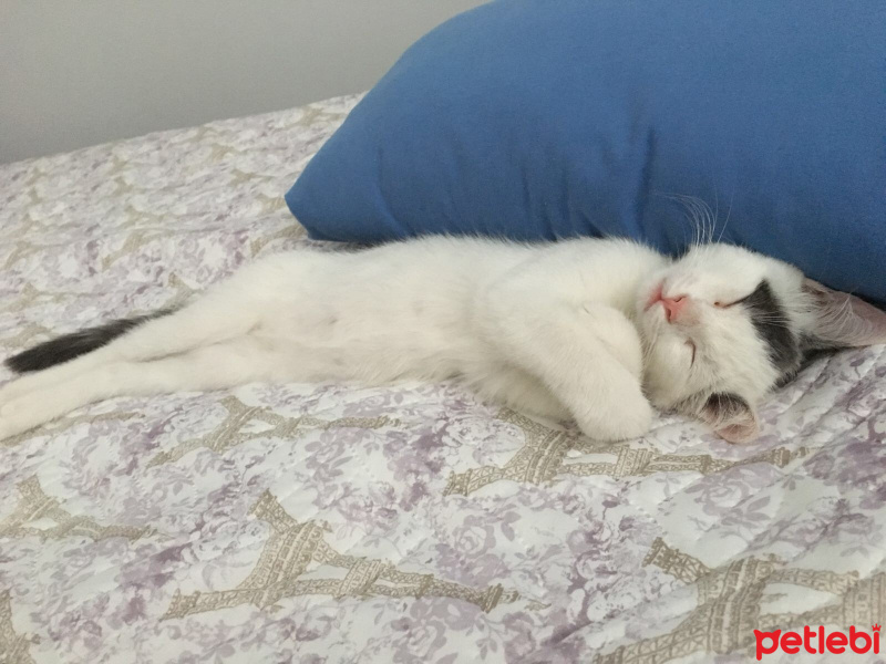 Tekir Kedi, Kedi  CEKU fotoğrafı
