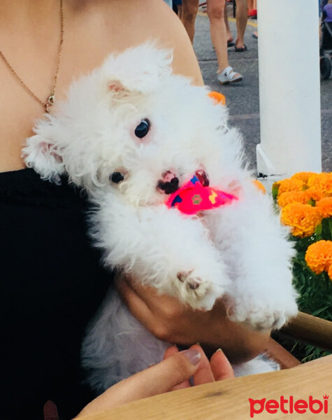 Tibet Terrieri, Köpek  Şirin fotoğrafı