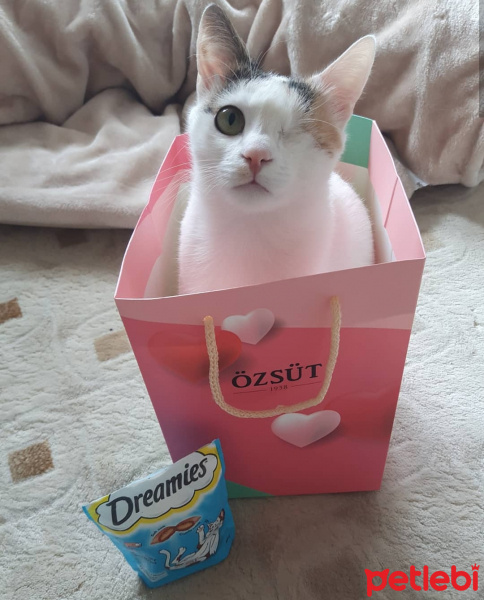Tekir Kedi, Kedi  Balım fotoğrafı