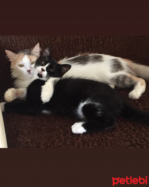 Tekir Kedi, Kedi  Pastel fotoğrafı