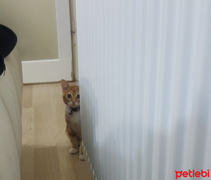 Sarman, Kedi  Oscar fotoğrafı